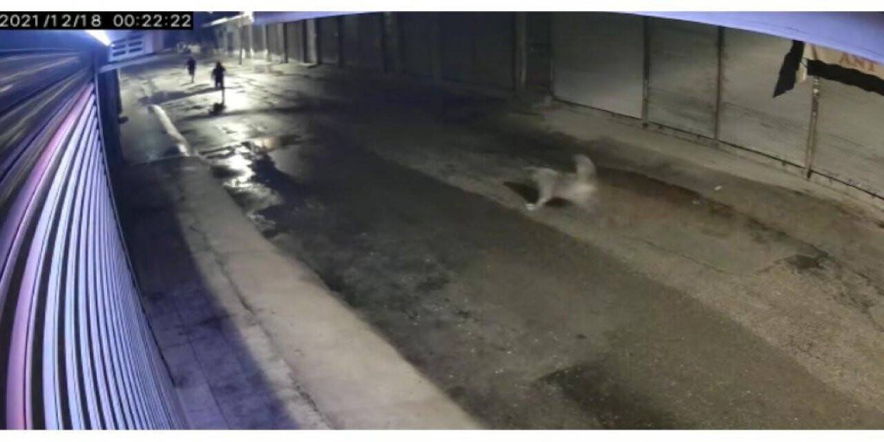 Bakkala giren hırsızları köpek kovaladı