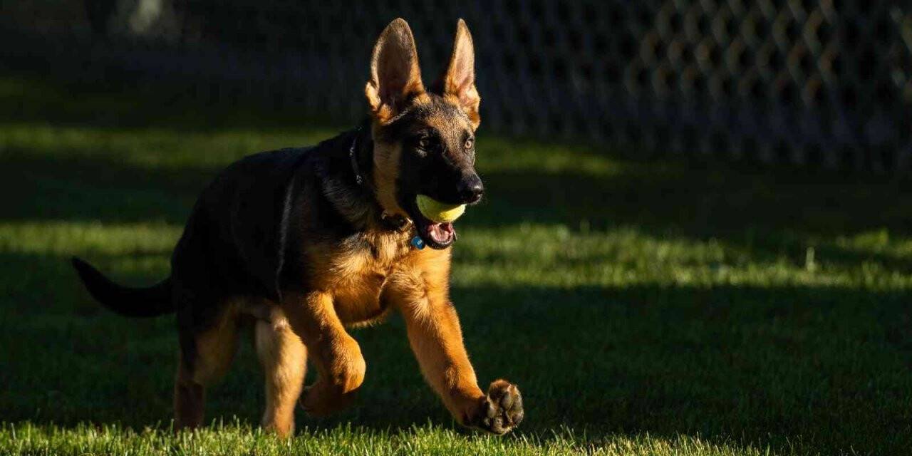 ABD Başkanı Biden’ın yeni köpeği ‘Commander’