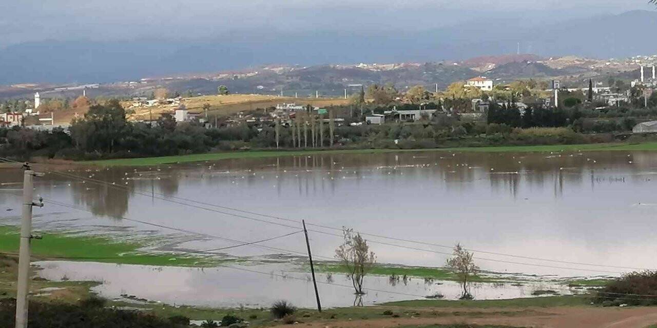 Manavgat’ta su basan ekili arazileri su kuşları istila etti