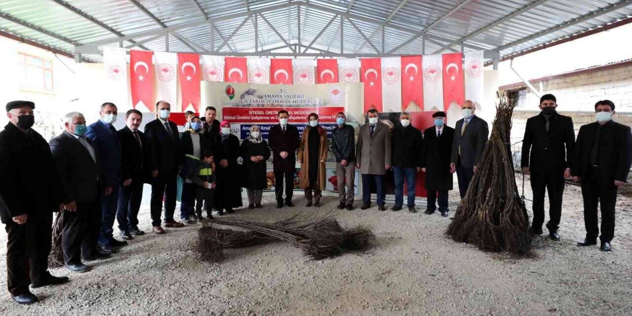 Amasya çiftçisine 40 binden fazla ceviz ve kuşburnu fidanı desteği