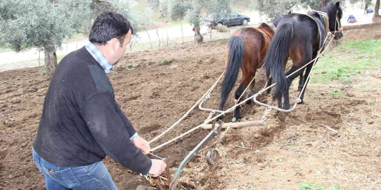 Aydın’da yağışı gören tarlaya indi