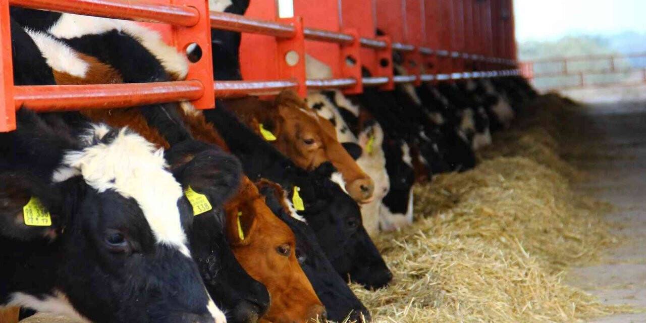 ADSYB’den ‘Düve desteği’ açıklaması