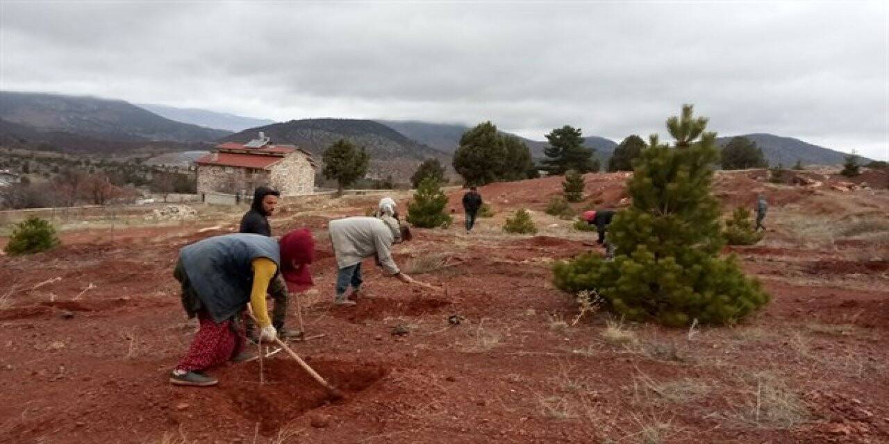 Gelir getirici tür ve trüf aşılı meşe fidanlarıyla destek