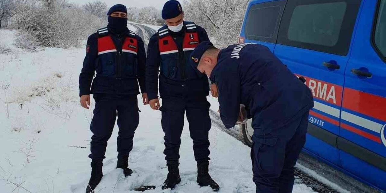 Jandarma sokak hayvanlarını unutmadı