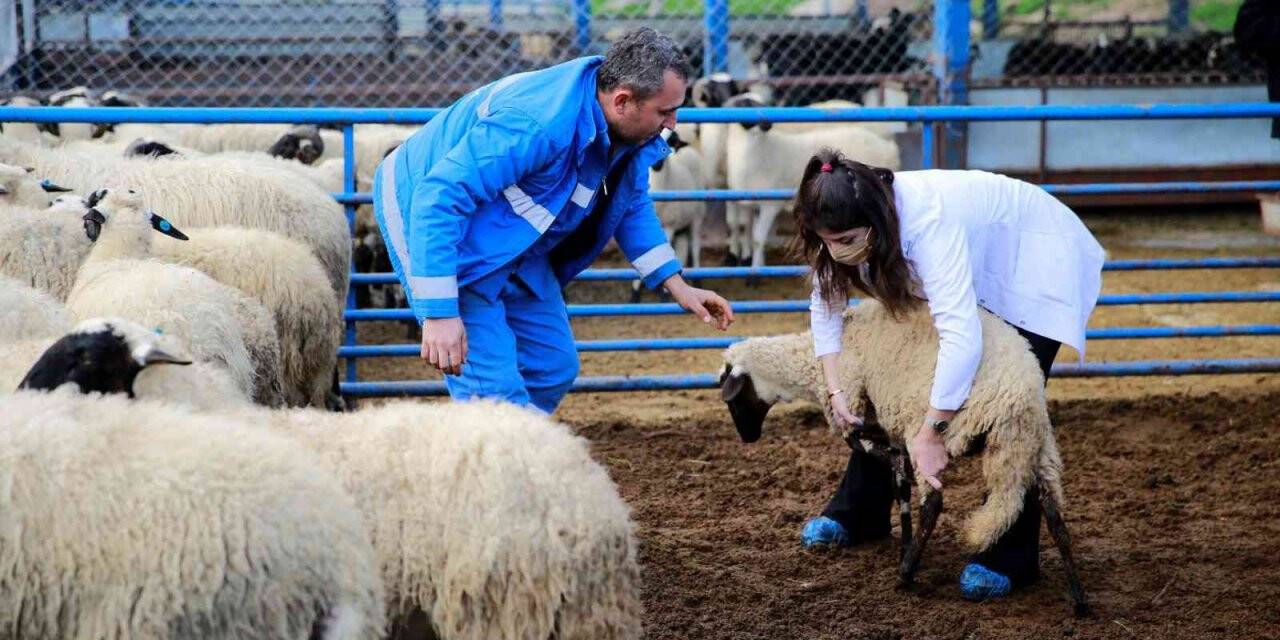 ADÜ Veteriner Fakültesi öğrencileri Sakız Koyunu Çiftliği’nde ders yaptı