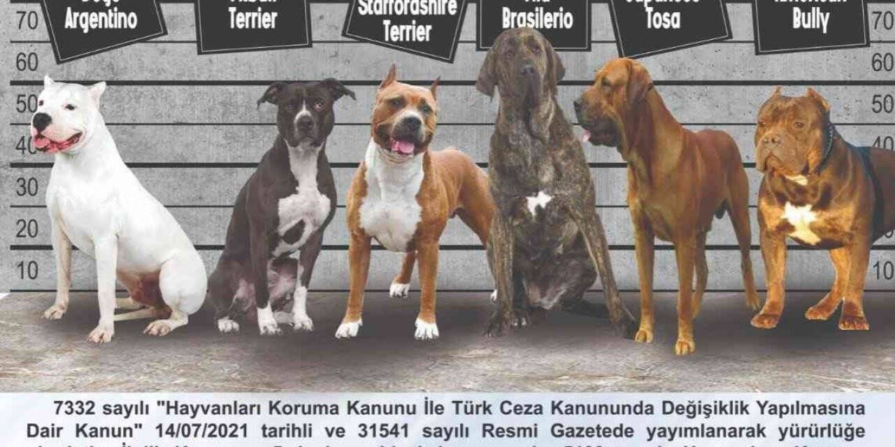Tehlike arz eden köpek ırklarında kayıtlar için son tarih 14 Ocak
