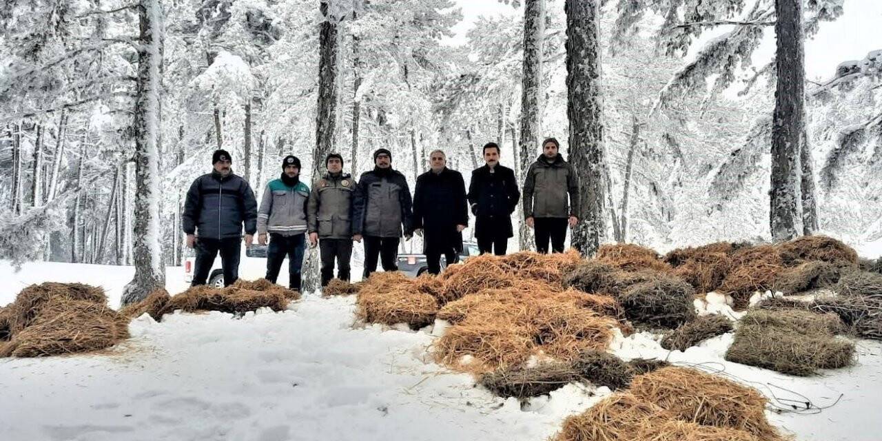 Yaban hayvanları için doğaya yem bırakıldı