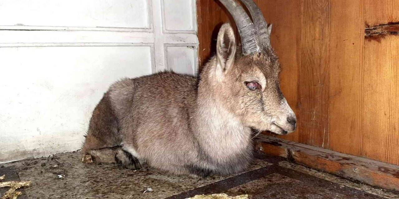 Yaralı yavru yaban keçisi koruma altına alındı