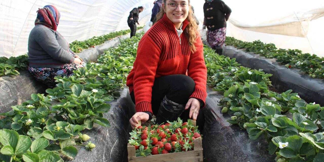 Çilek değil ’altın’ yetiştiriyorlar