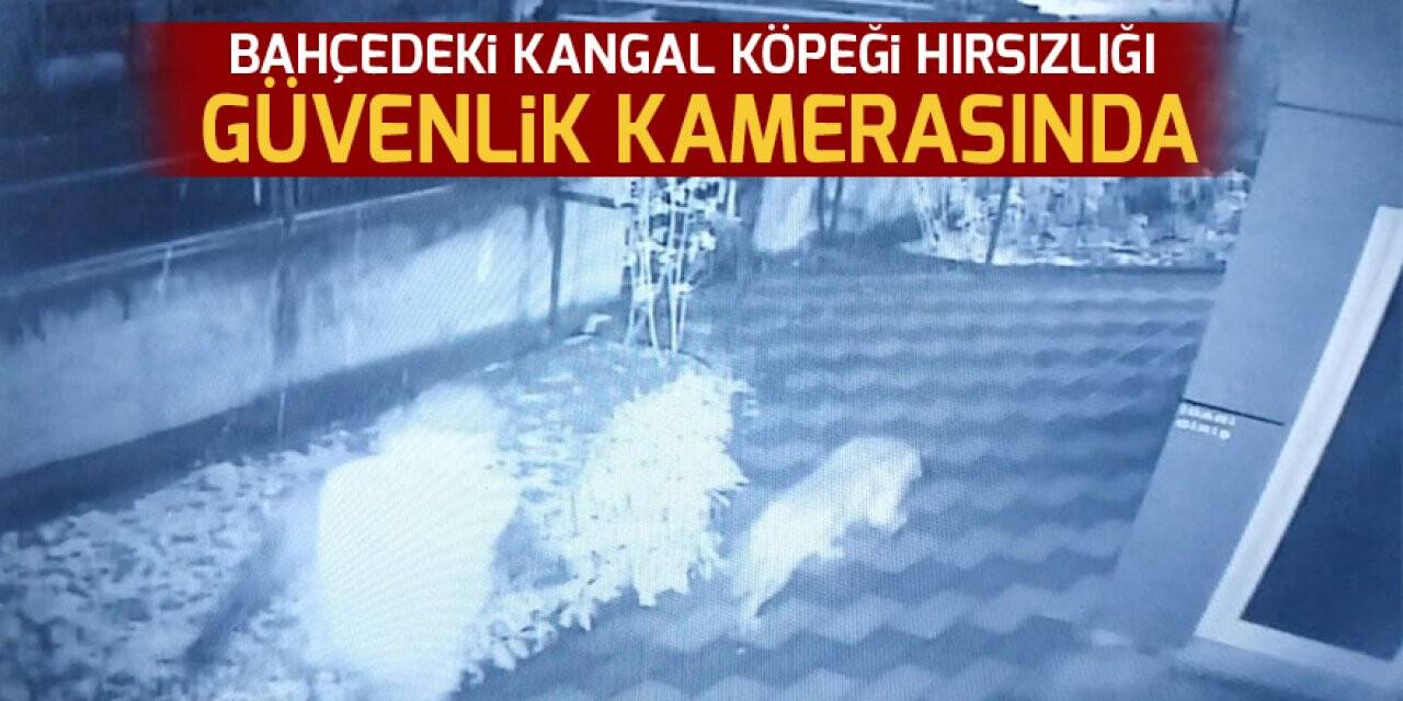 Bahçedeki kangal köpeği hırsızlığı güvenlik kamerasında