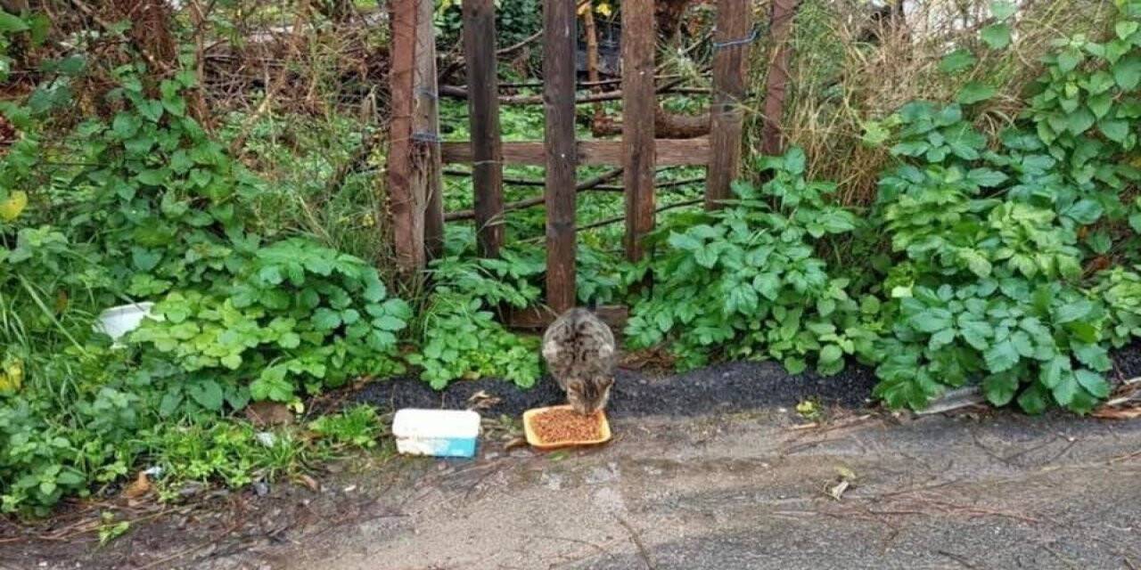 Sinop’ta sokak hayvanlarına mama