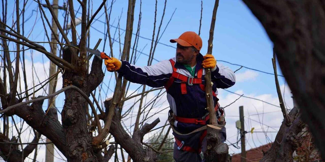Altıeylül’de yeşil alan ve parklarda kış hazırlığı