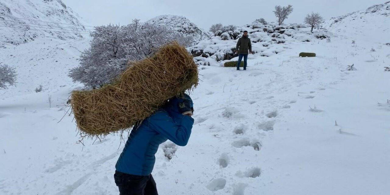 Yaban hayvanlarına yem desteği