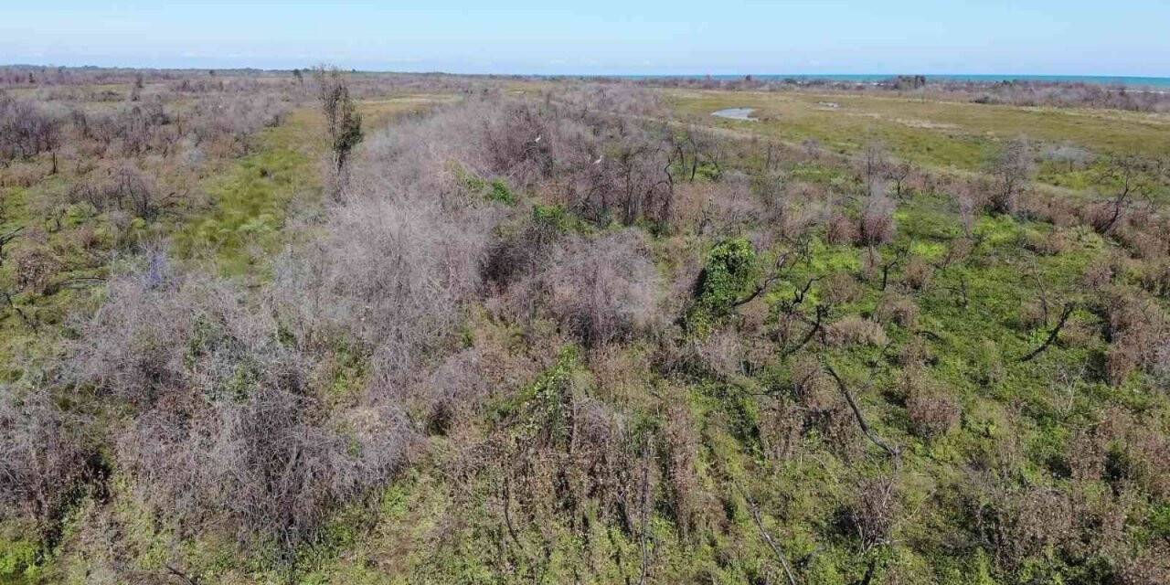 Kızılırmak Deltası’nda yanan alan kendini yeniliyor