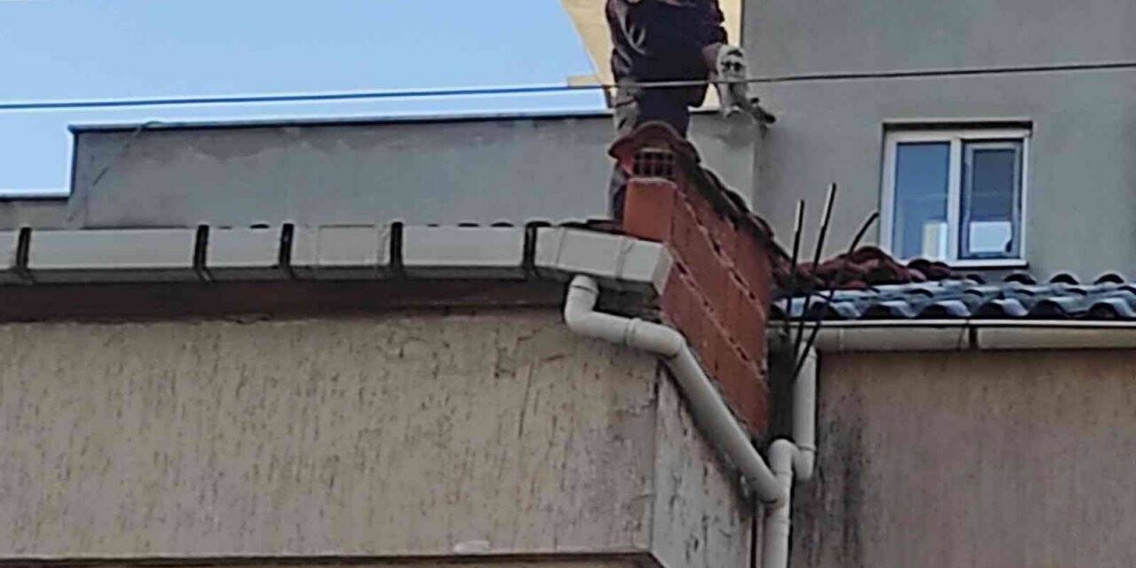 Çatıdaki kediyi, İtfaiye kurtardı