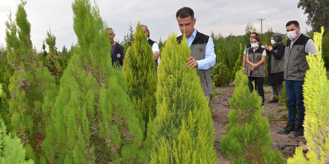 Mersin’de 2021 yılında 5 milyon 250 bin fidan üretildi