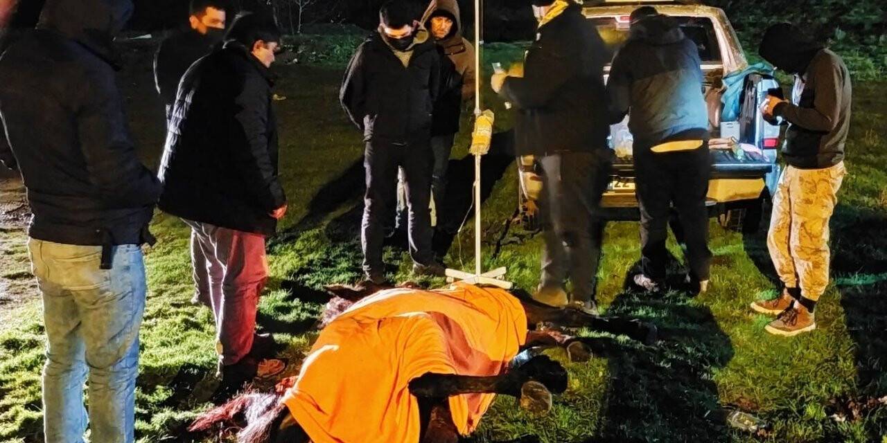 Can çekişen atı ölüme terk etmeyip ’insanlık ölmemiş’ dedirttiler