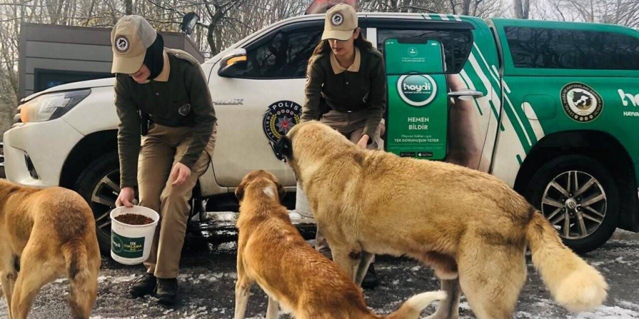 Polis ekipleri, sokak hayvanlarını besledi