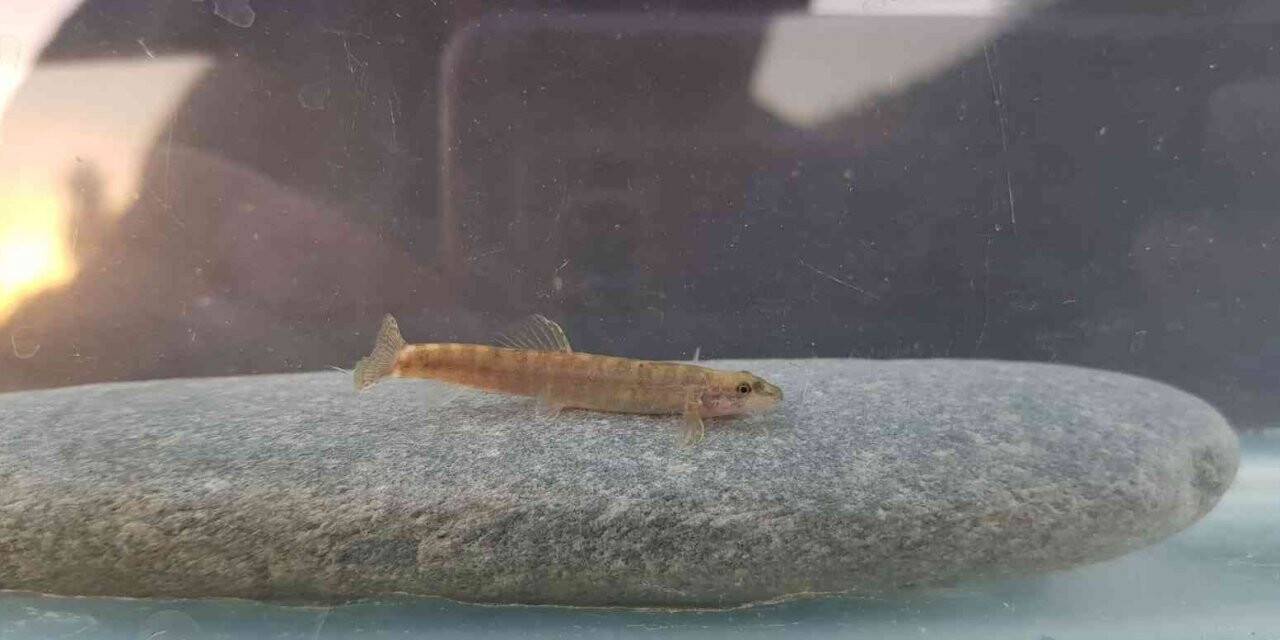 Yarım asırdır görülmeyen balık türü Batman’da görüldü