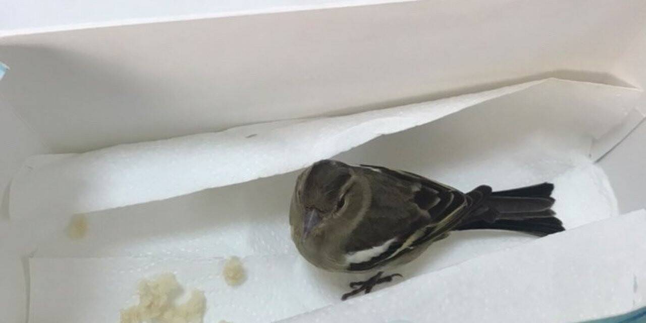 Yaralı kuşun yardımına polis memuru koştu