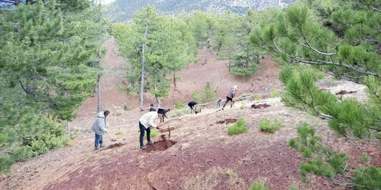 Beyşehir, Hüyük ve Derebucak’ta gelir getirici fidan dikimi gerçekleştirildi