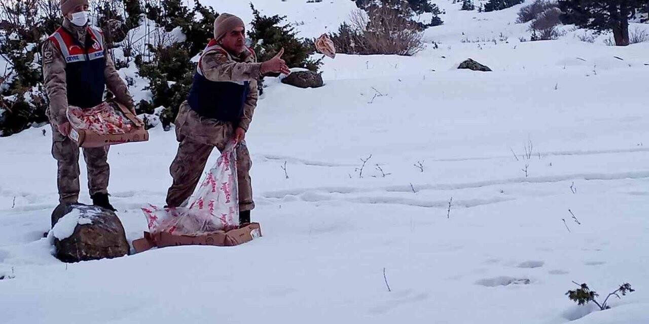 Mehmetçik yaban hayatı unutmadı