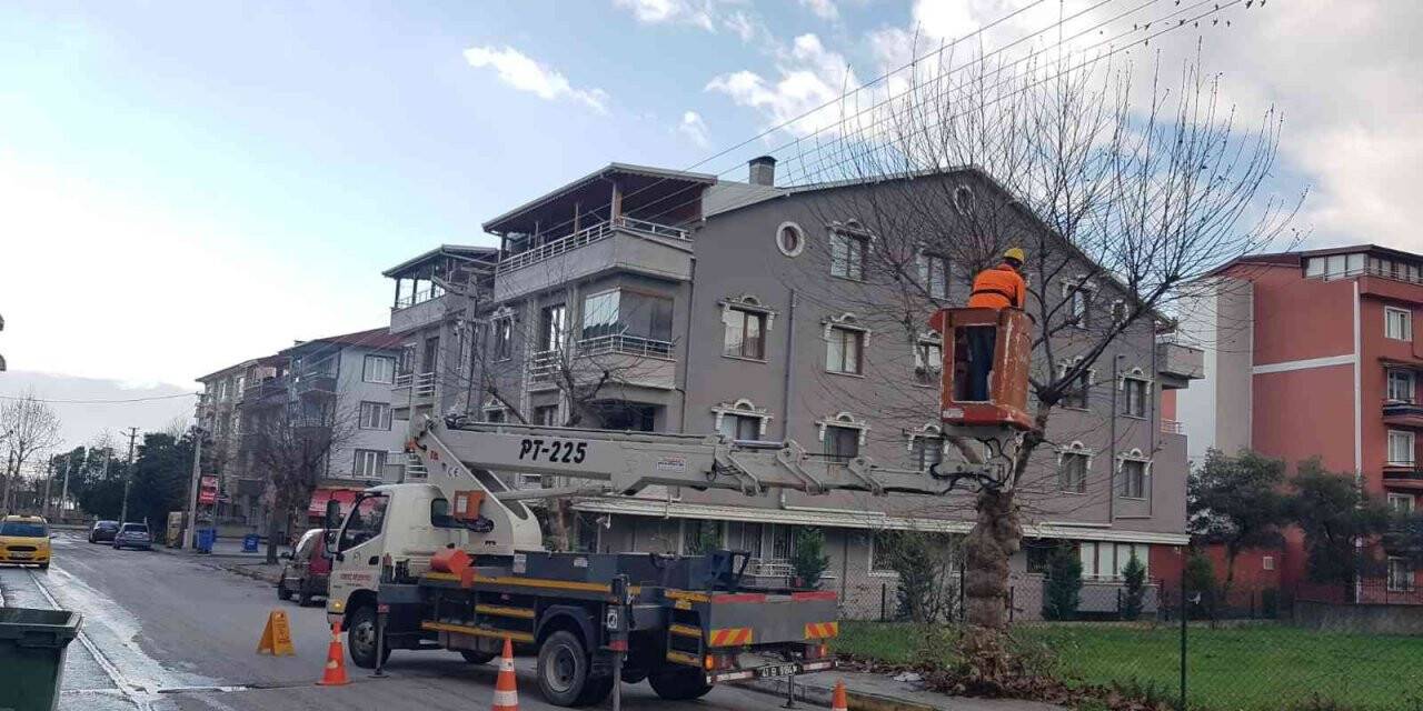 Körfez’de ağaçlara kış bakımı yapılıyor