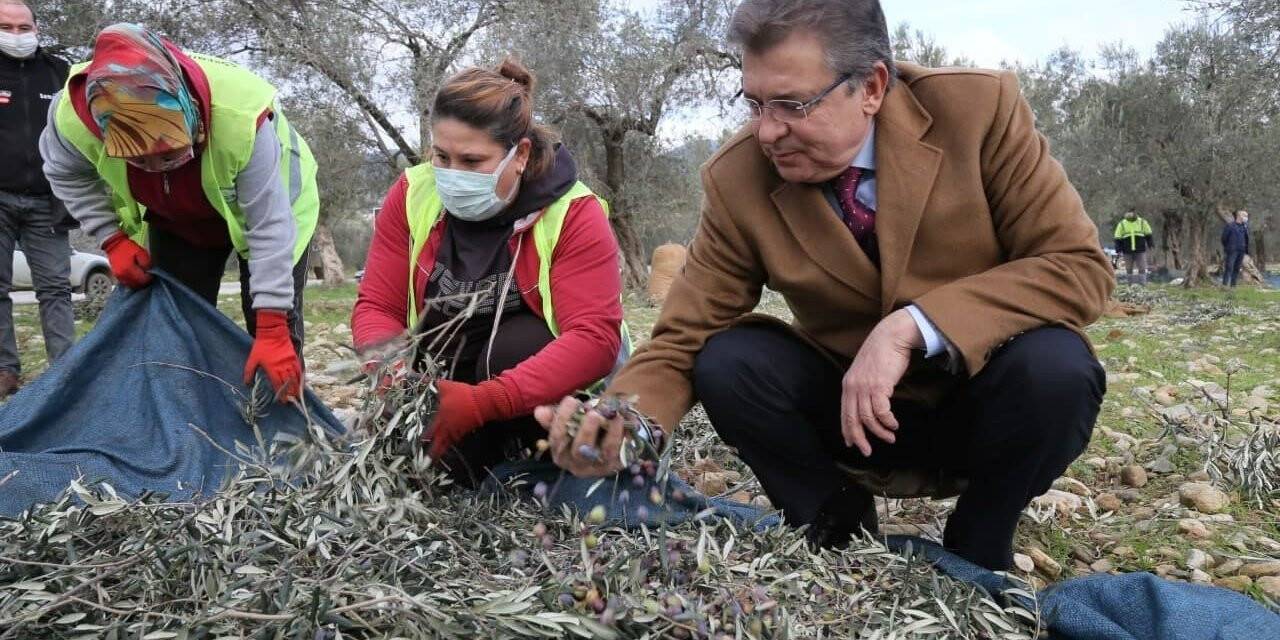 Edremit Belediyesi zeytinleri hasat ediliyor