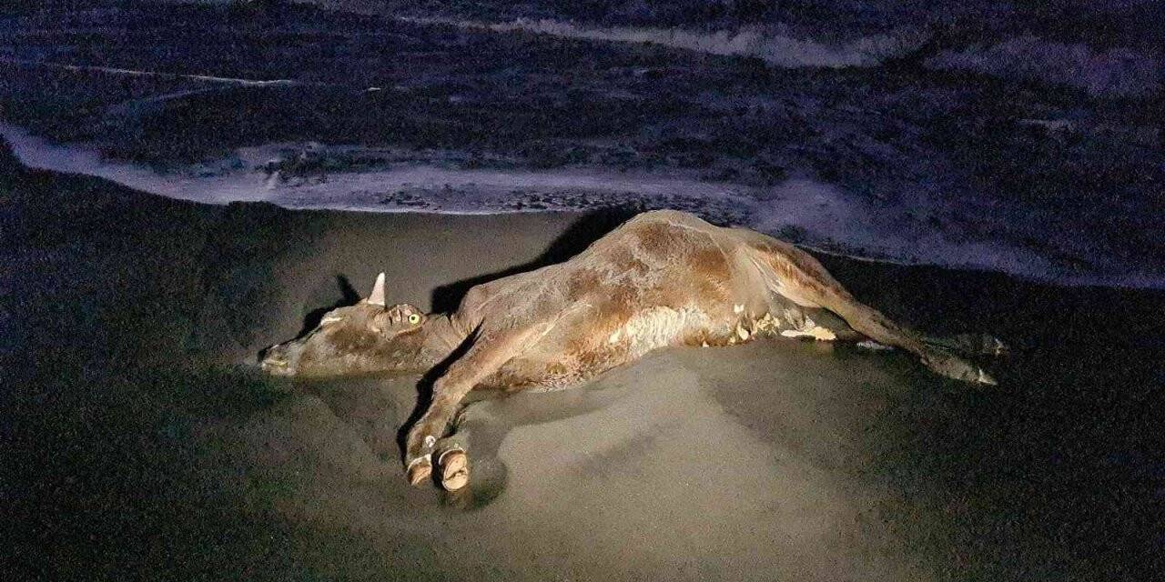 Zonguldak’ta sahile vuran ölü inek şaşkına çevirdi