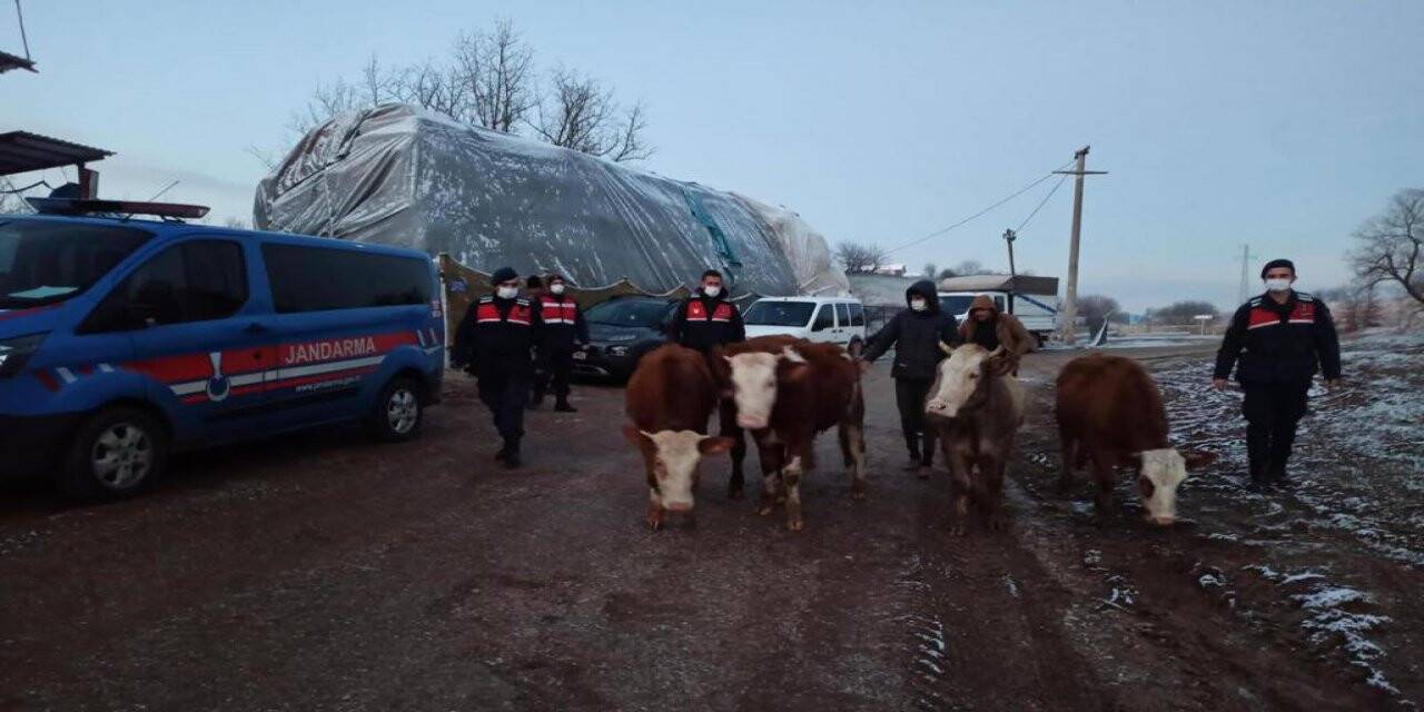 Çaldıkları büyükbaş hayvanları satarken kıskıvrak yakalandılar