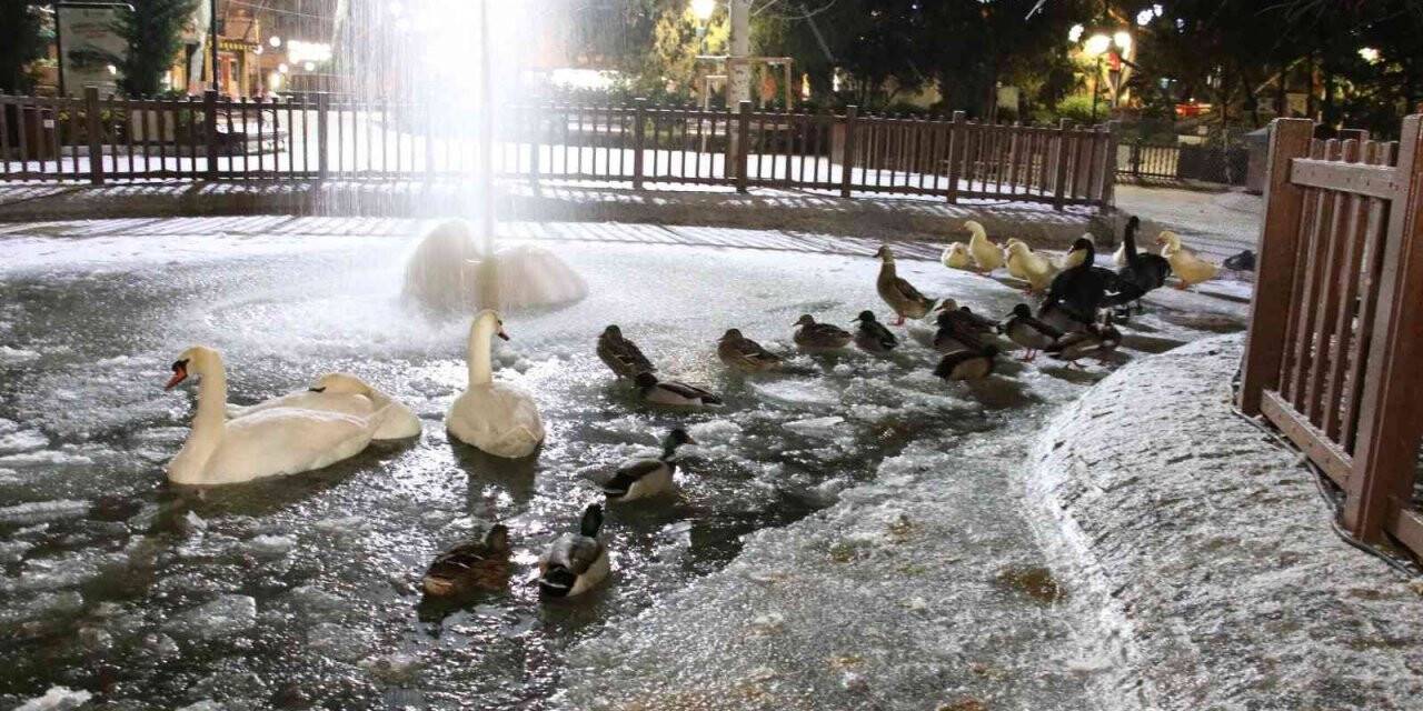 Ankara’nın simgelerinden Kuğulu Park buz tuttu