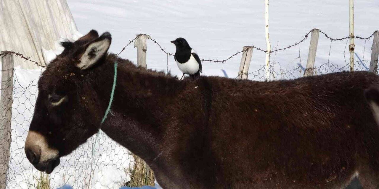Karda aç kalan saksağan, eşeklerin başına bela oldu