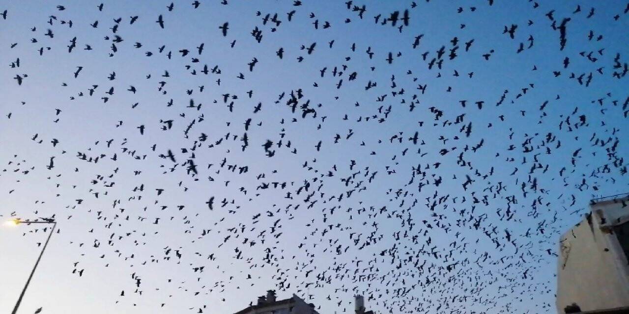 Kargaların görsel şöleni