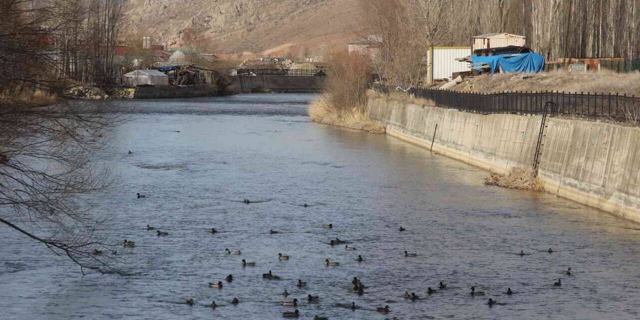 Yeşilbaşlı gövel ördekler Çoruh Nehrini renklendiriyor