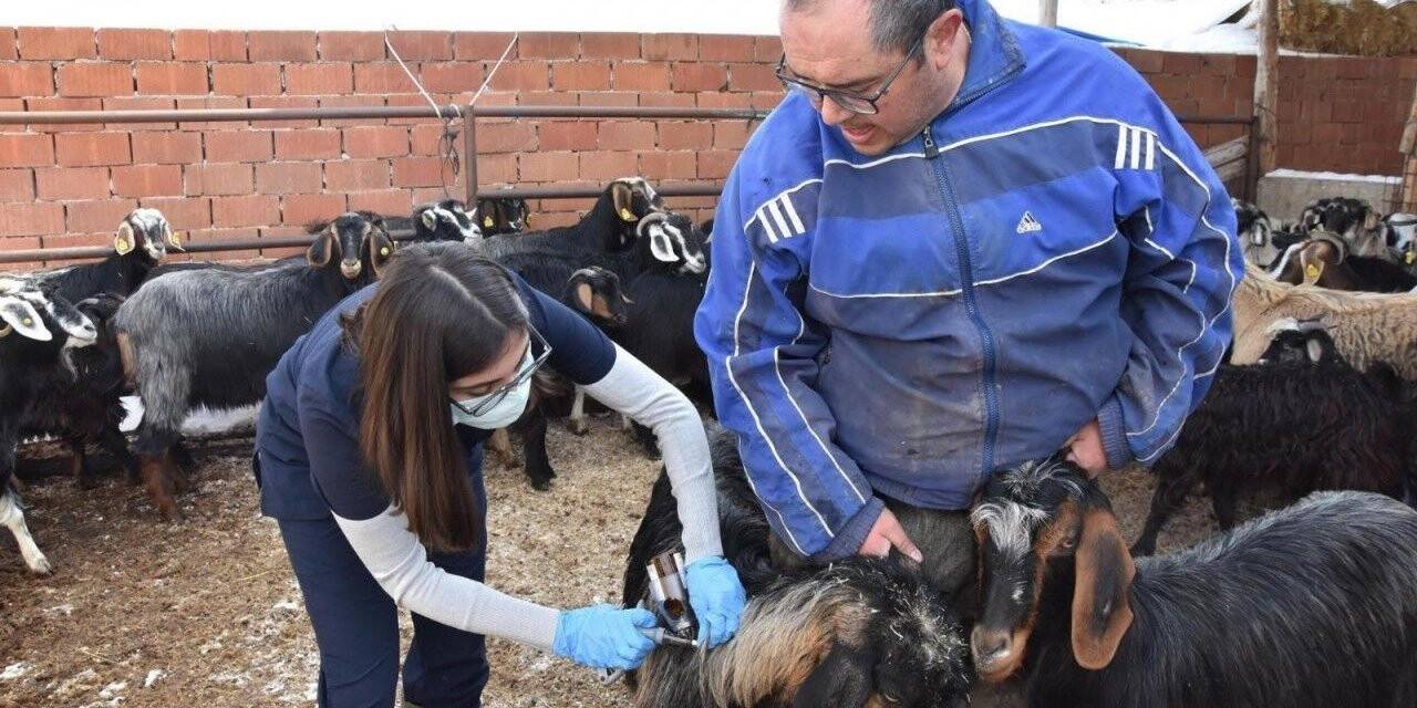 Hayvanların aşılanması sürüyor