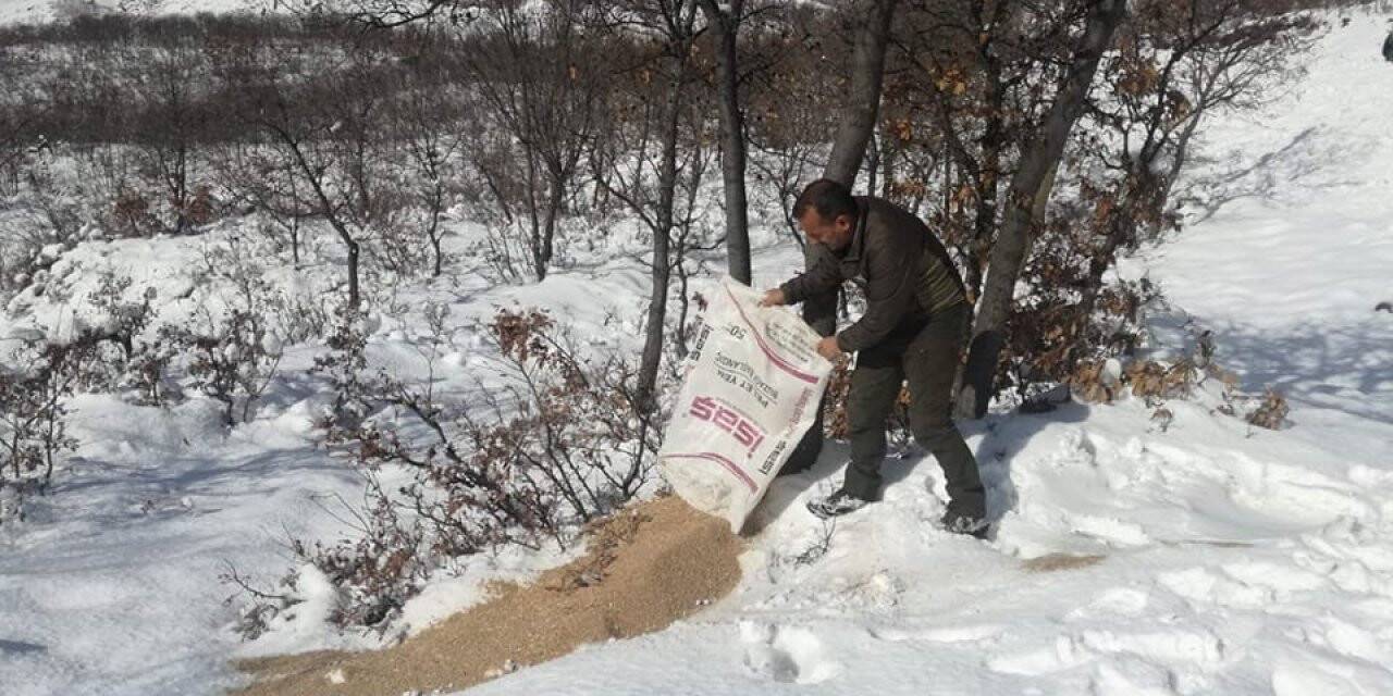 Tunceli’de yaban hayvanları için doğaya yem bırakıldı