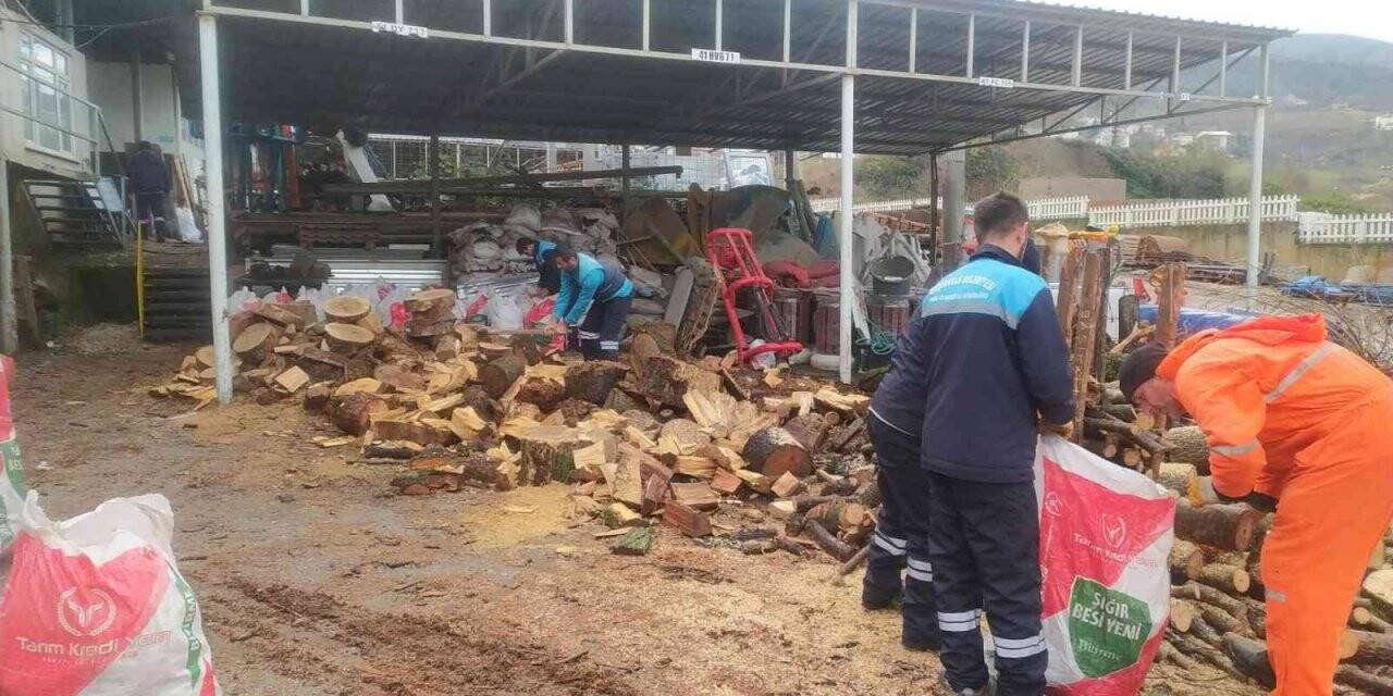 Başiskele’de budanan ağaçlar vatandaşlara yakacak oluyor