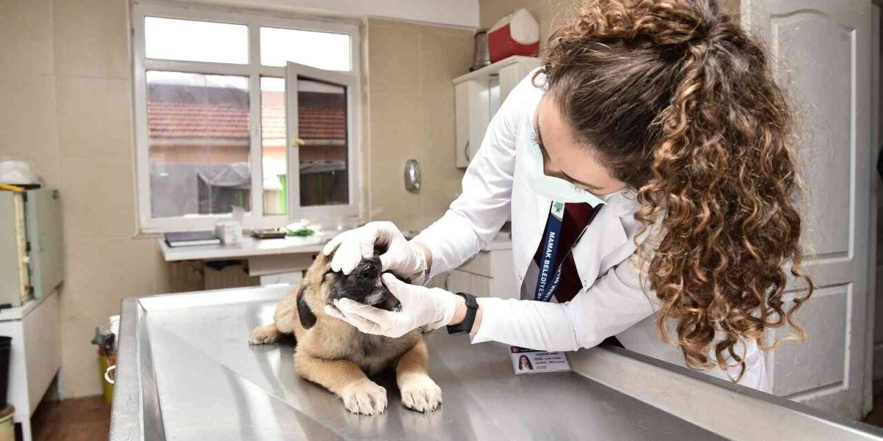 Mamak’ta bir yıl boyunca 12 bini aşkın hayvan aşılandı