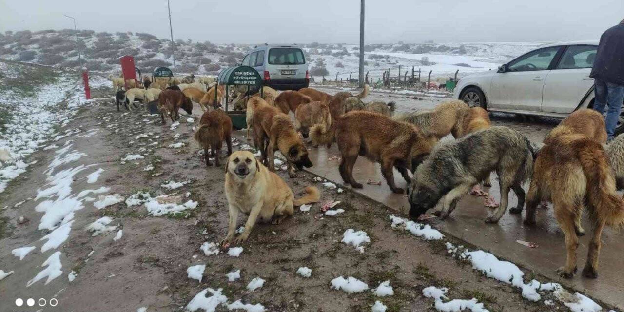 Sokakta yaşayan canlıları yalnız bırakmadılar