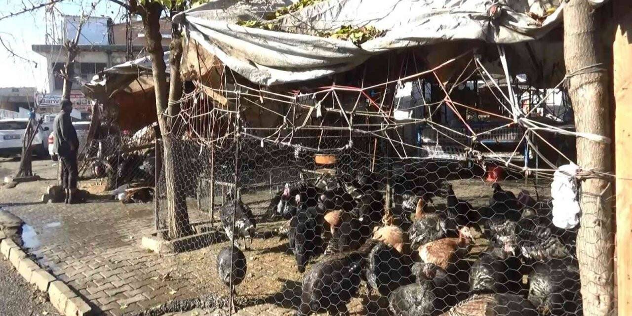 Yılbaşı öncesi hindiler de stokçulardan nasibini aldı