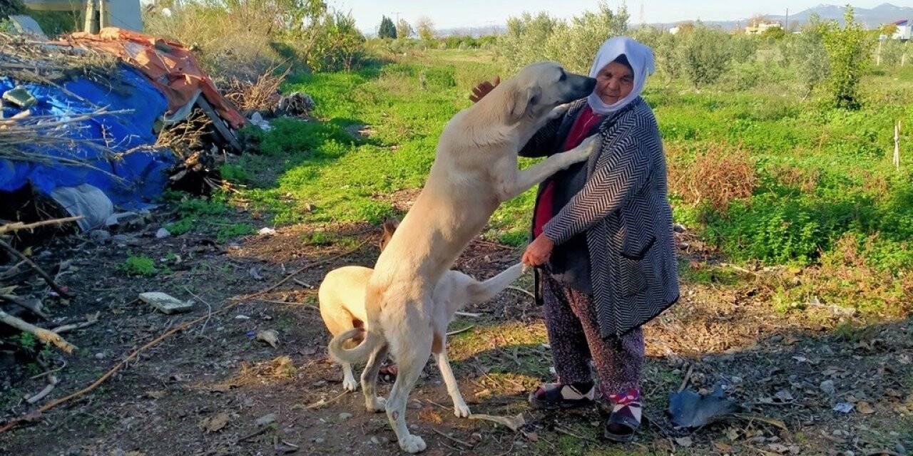 Sokak hayvanlarının Fadimeana’sı