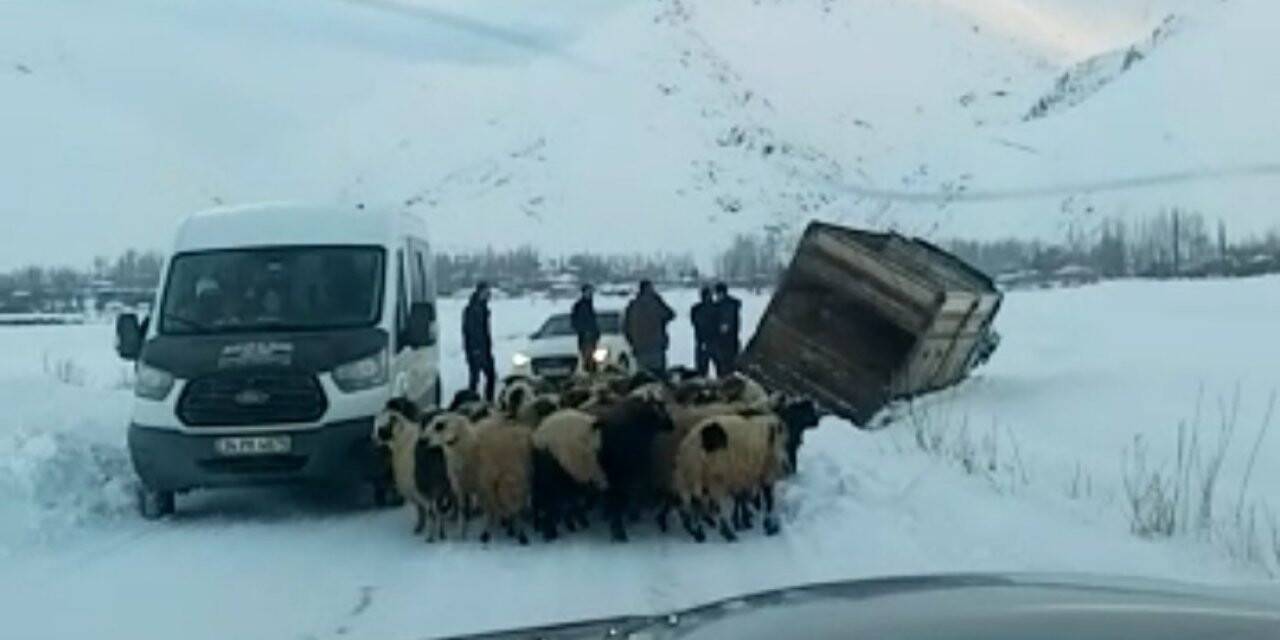 Yüksekova’da kamyonet kara saplandı, 50 koyunu vatandaşlar kurtardı