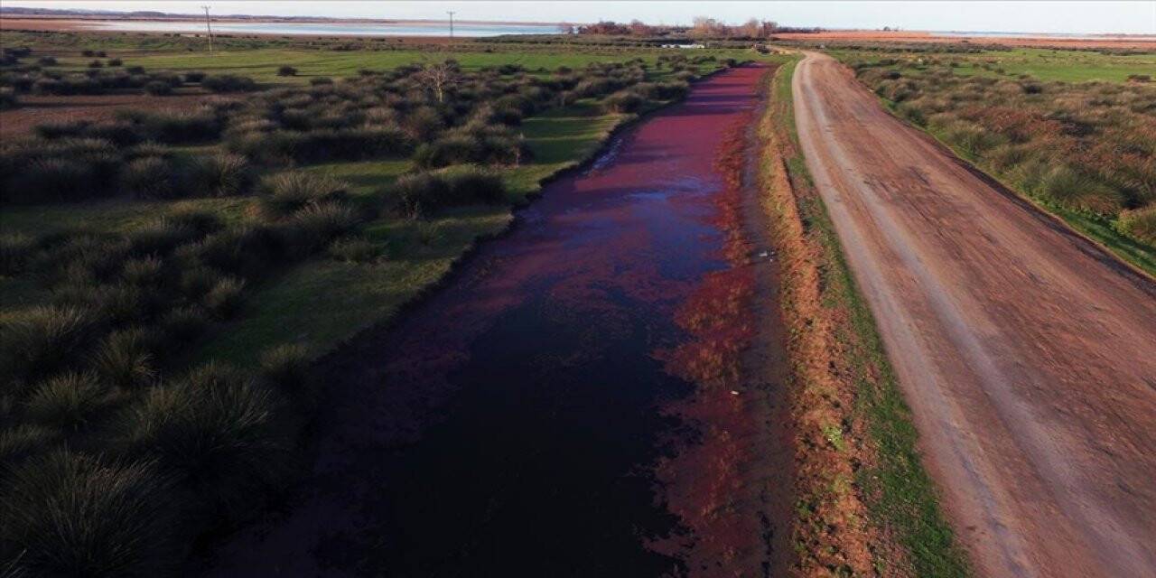 Üzeri eğrelti otuyla kaplanan Kızılırmak Deltası kızıla büründü