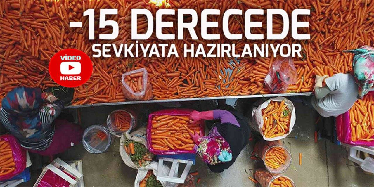 Depolardaki havuç, eksi 15 derecede sevkiyata hazırlanıyor