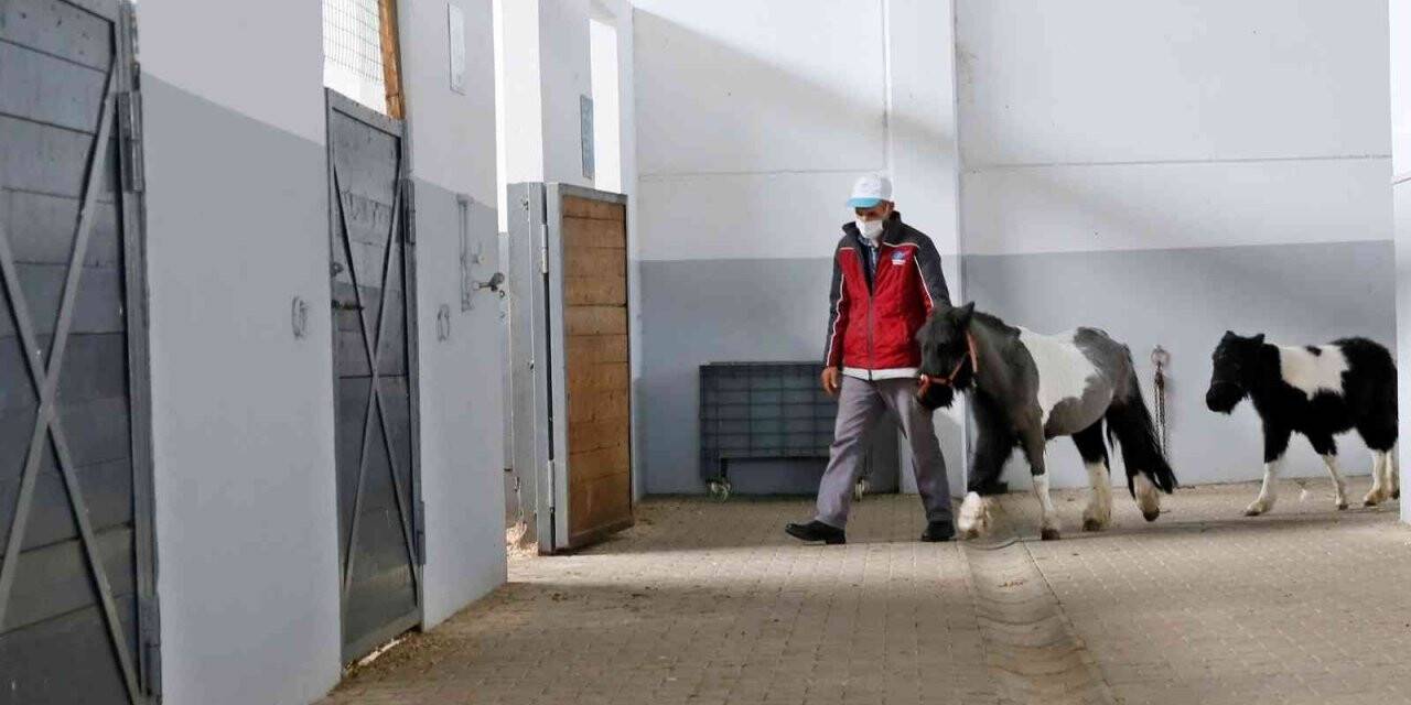 Sultangazi’de binicilik tesislerindeki atların bakımı özenle yapılıyor