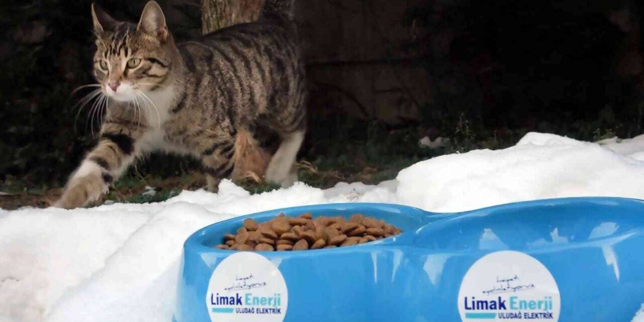 Limak, sokak hayvanlarını kara kışta unutmadı