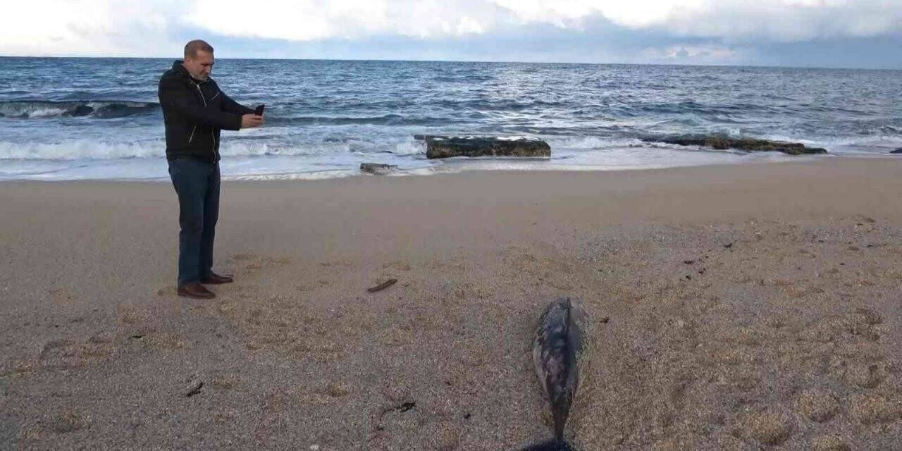 Arnavutköy’de kıyıya ölü yunus balığı vurdu