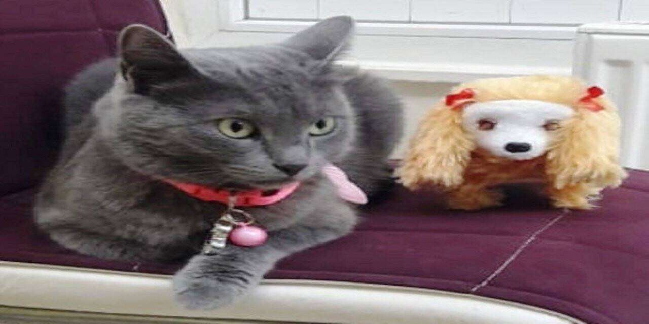 Şanslı kedi Gümüş’e 4. doğum günü partisi