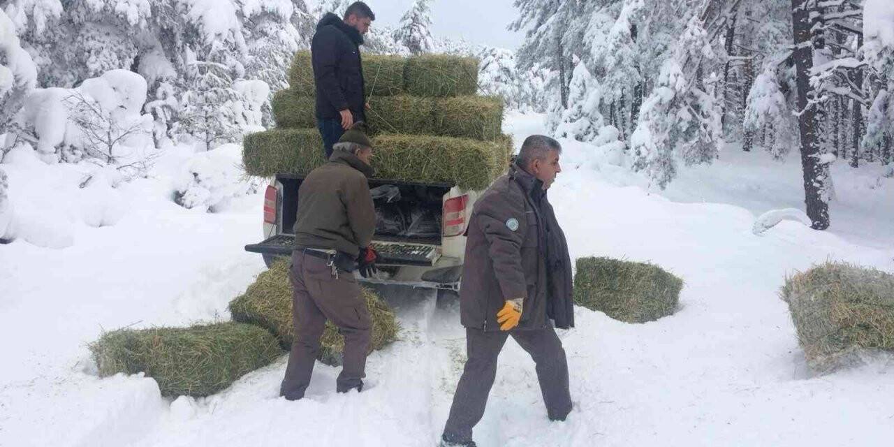 Kütahya’da yaban hayvanları için doğaya yem bırakılıyor