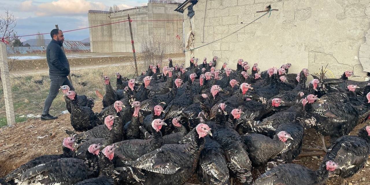 Yılbaşı öncesi yurt dışına 15 bin adet hindi gönderdi